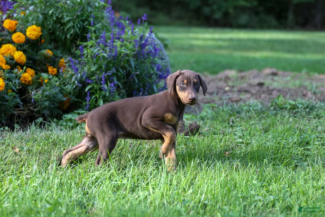 Doberman Pinscher dogs for sale: REACHEL - Ad 2