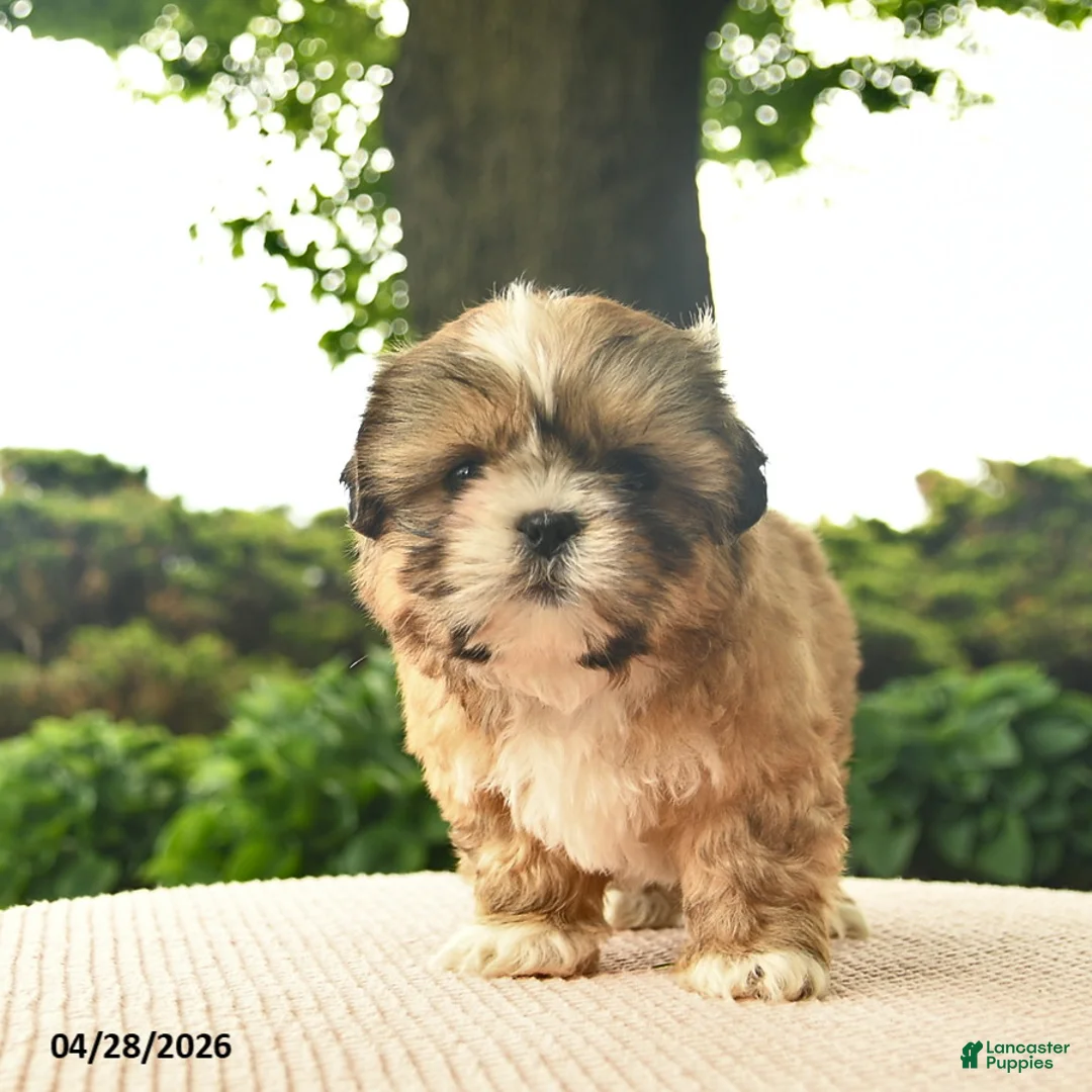 Shih Tzu dogs for sale: Linus - Ad 2