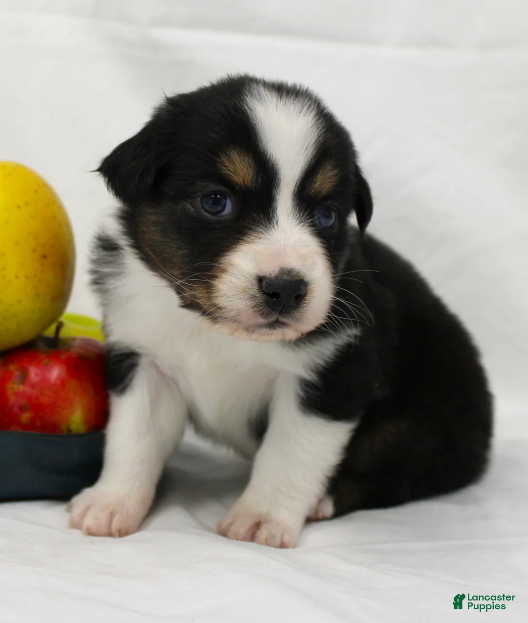 Australian Shepherd dogs for sale: Twig - Ad 1