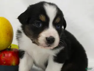 Australian Shepherd dogs for sale: Twig - Ad 4