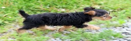Yorkiepoo dogs for sale: Mr Cutie - Ad 7