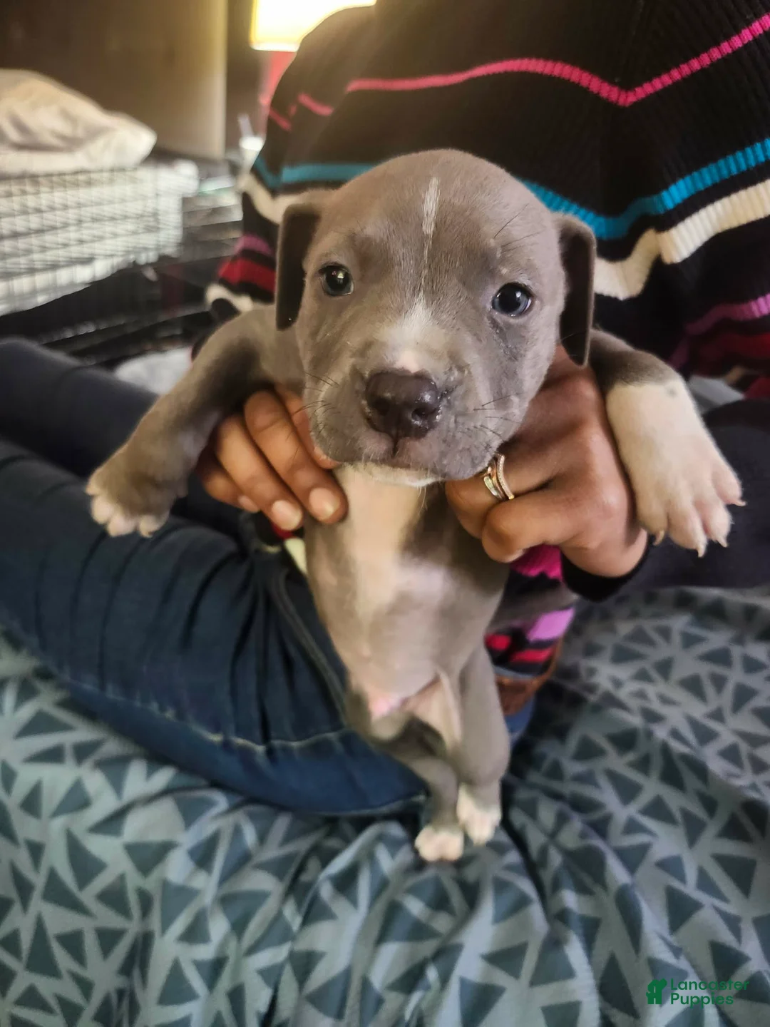 American Staffordshire Terrier dogs for sale: American Staffordshire Terrier Puppy 4 - Ad 1