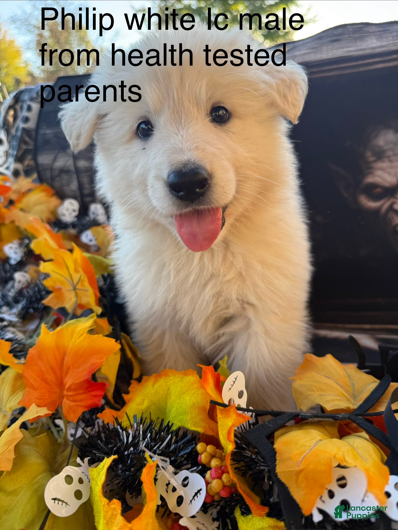 German Shepherd dogs for sale: Philip  - Ad 25