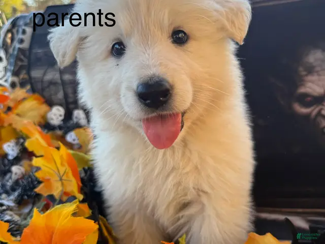 German Shepherd dogs for sale: Philip - Ad 25