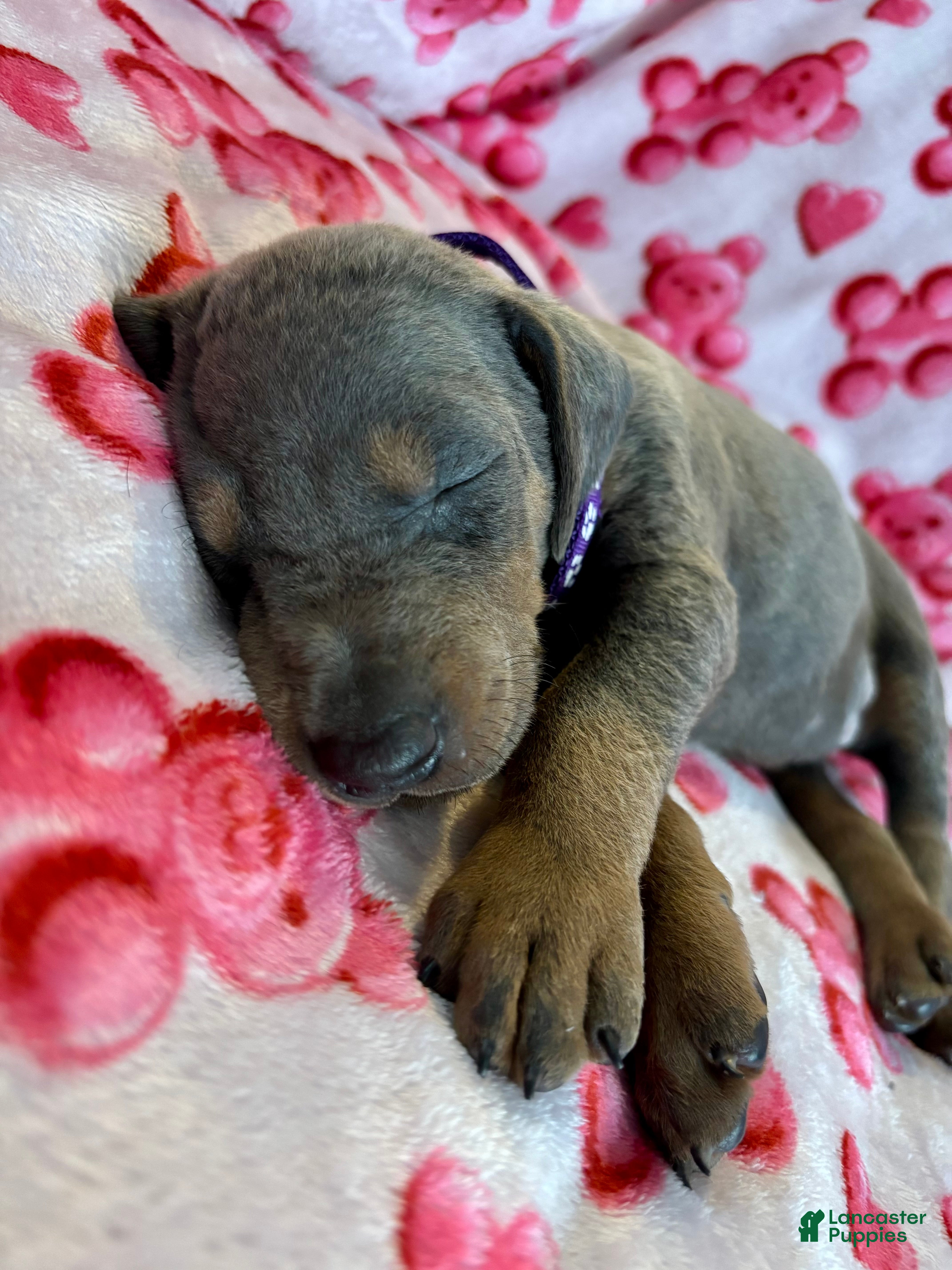 Doberman Pinscher dogs Esme Health tested parents!  - Ad 2