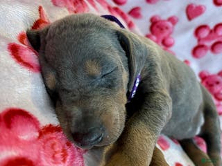 Doberman Pinscher dogs Esme Health tested parents! - Ad 3