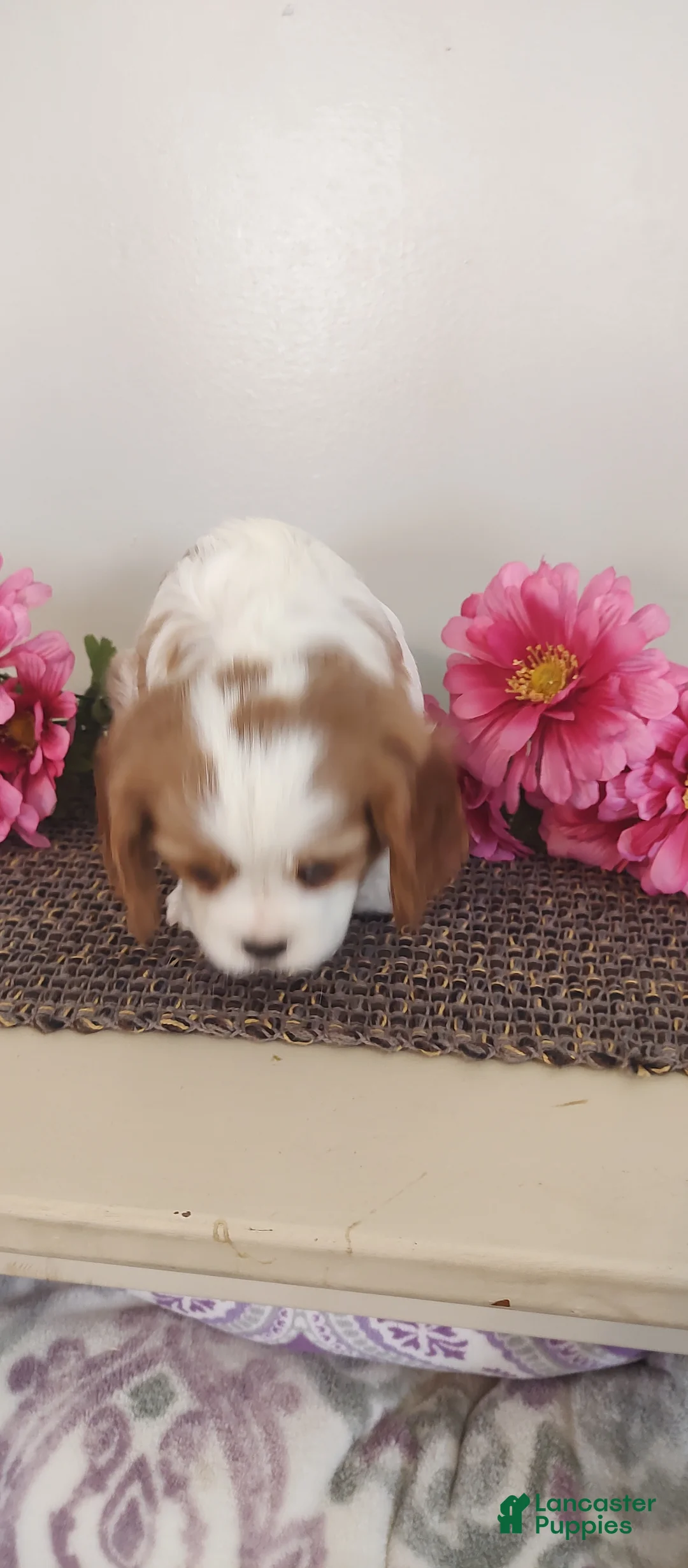 Cavalier King Charles Spaniel dogs for sale: Eva  - Ad 5