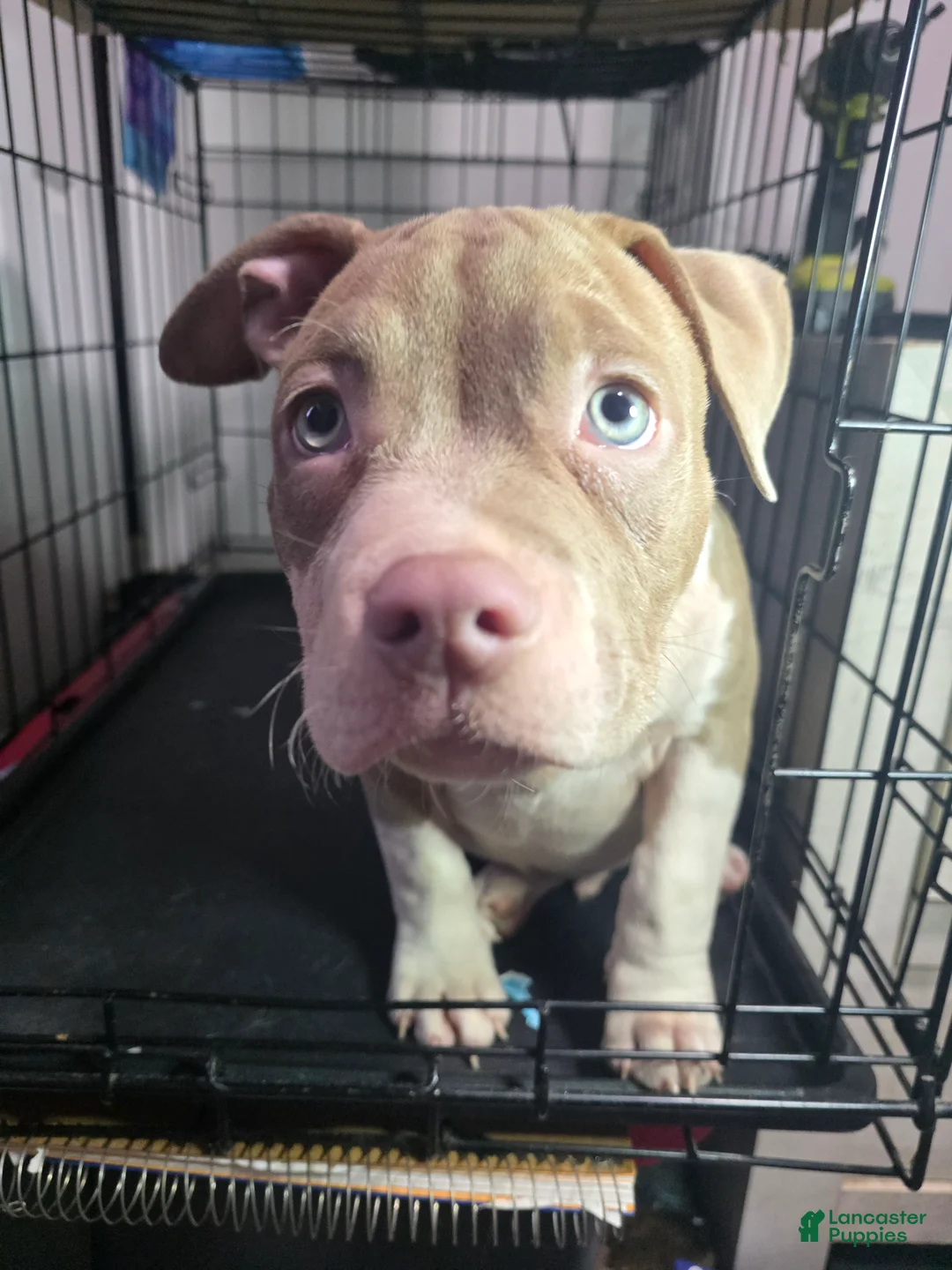 American Bully dogs for sale: American Bully 1 - Ad 2