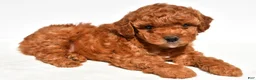 Miniature Poodle dogs for sale: Buddy - Ad 4