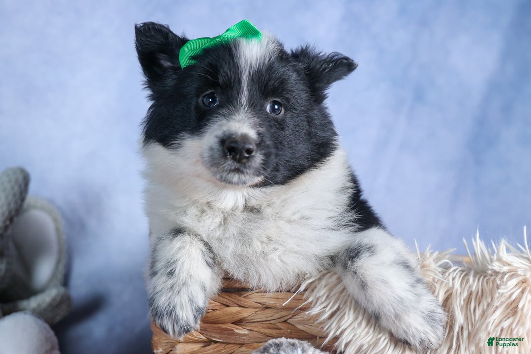 Mixed Breed dogs for sale: DUKE - Ad 7