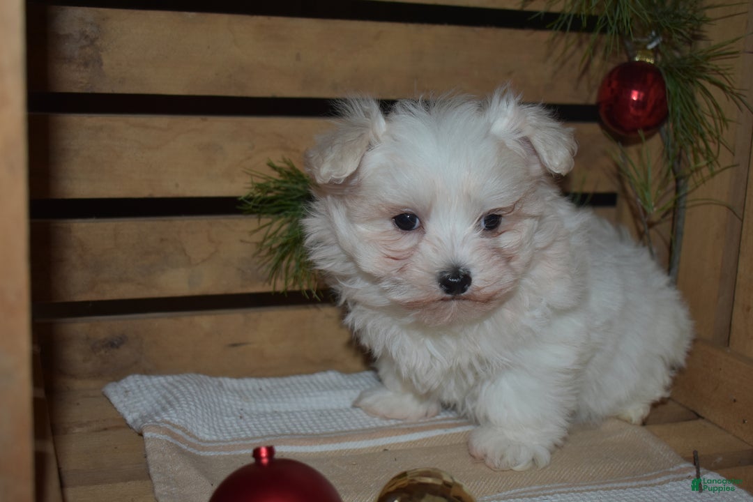 Maltese dogs for sale: Snowflake - Ad 3