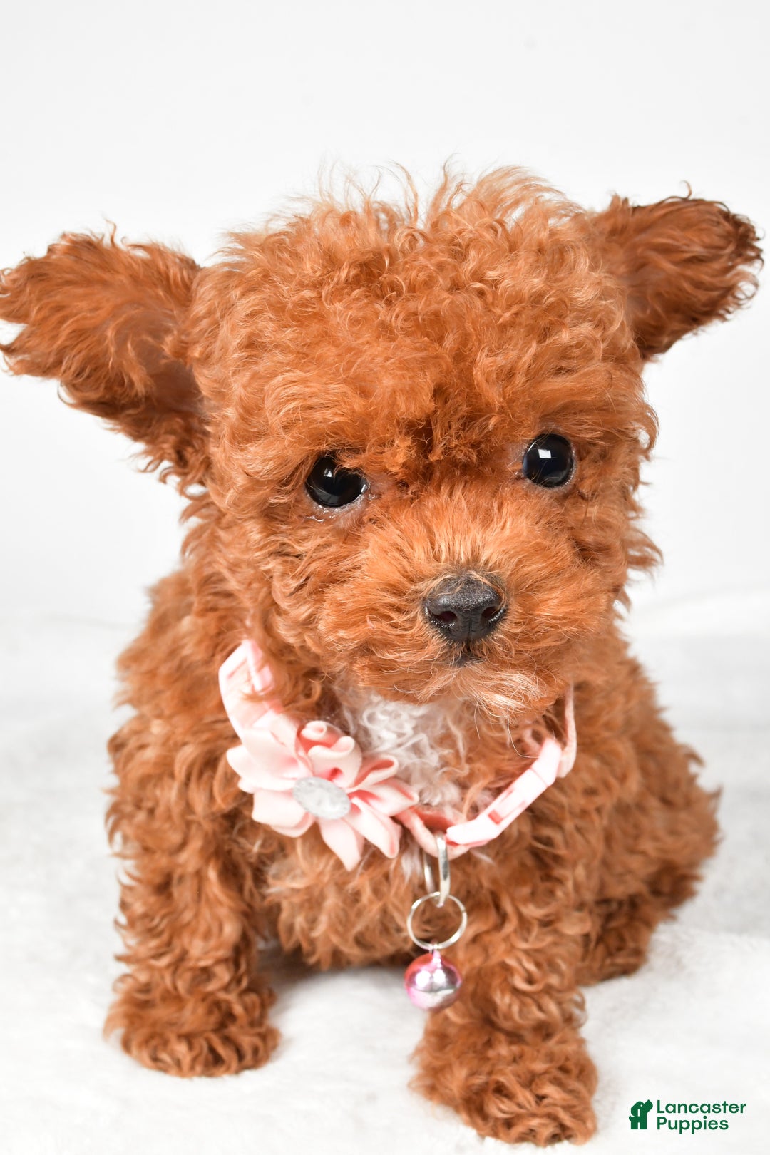 Toy Poodle dogs for sale: Emmy - Ad 6