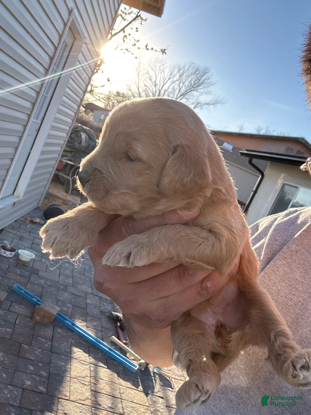 Goldendoodle dogs for sale: Goldendoodle Puppy 6 - Ad 1