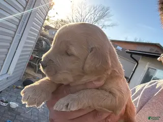 Goldendoodle dogs Goldendoodle Puppy 6 - Ad 5