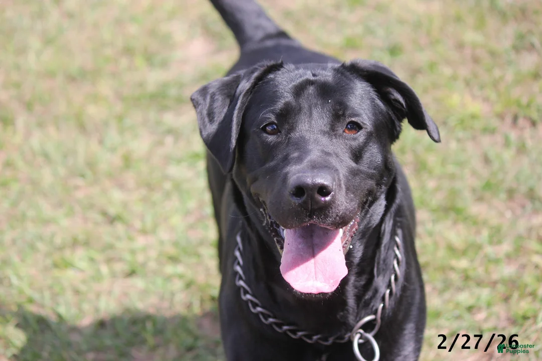 Labrador Retriever dogs for sale: Gigi - Ad 2