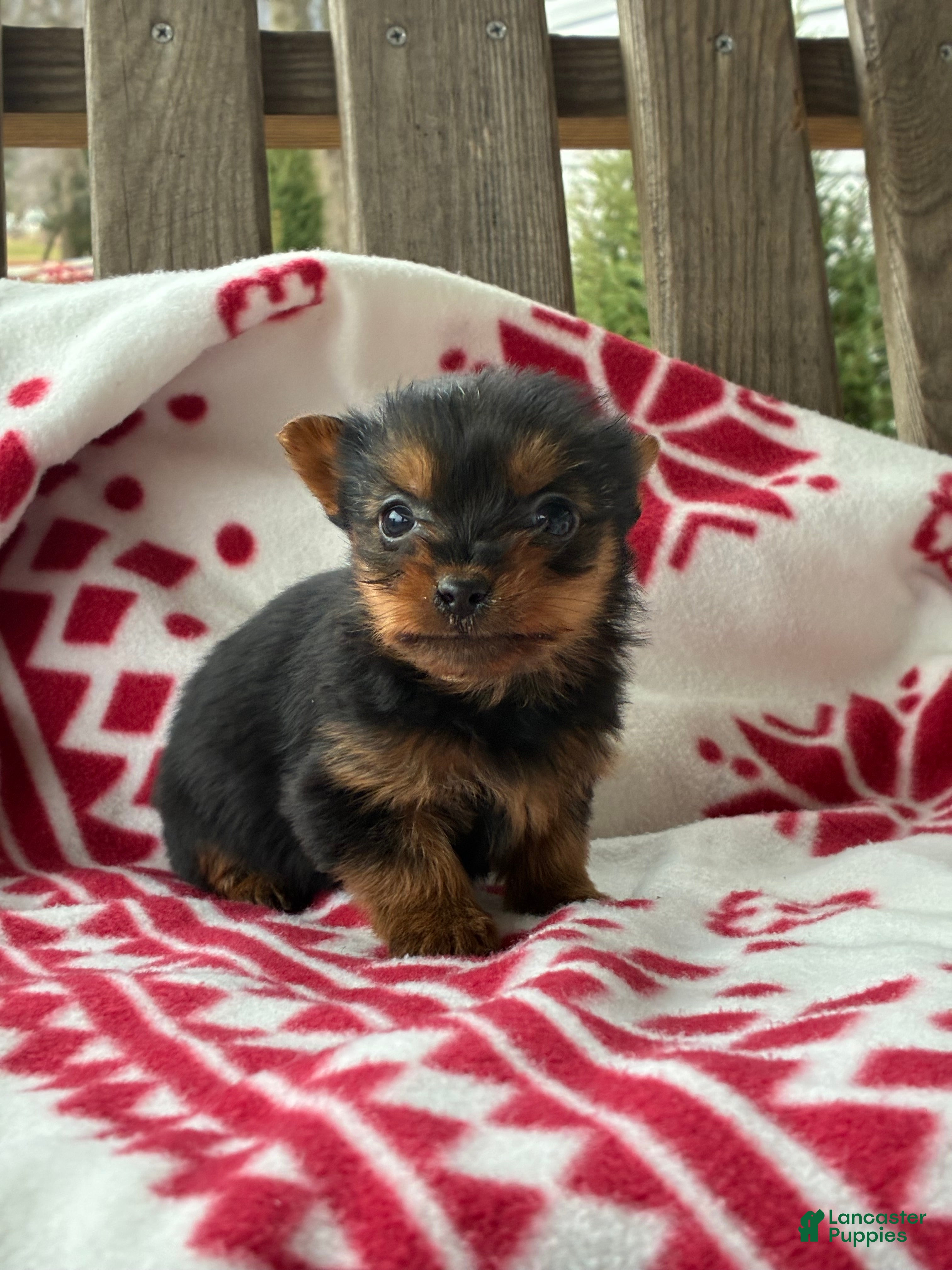 Yorkshire Terrier dogs Lily - Ad 41