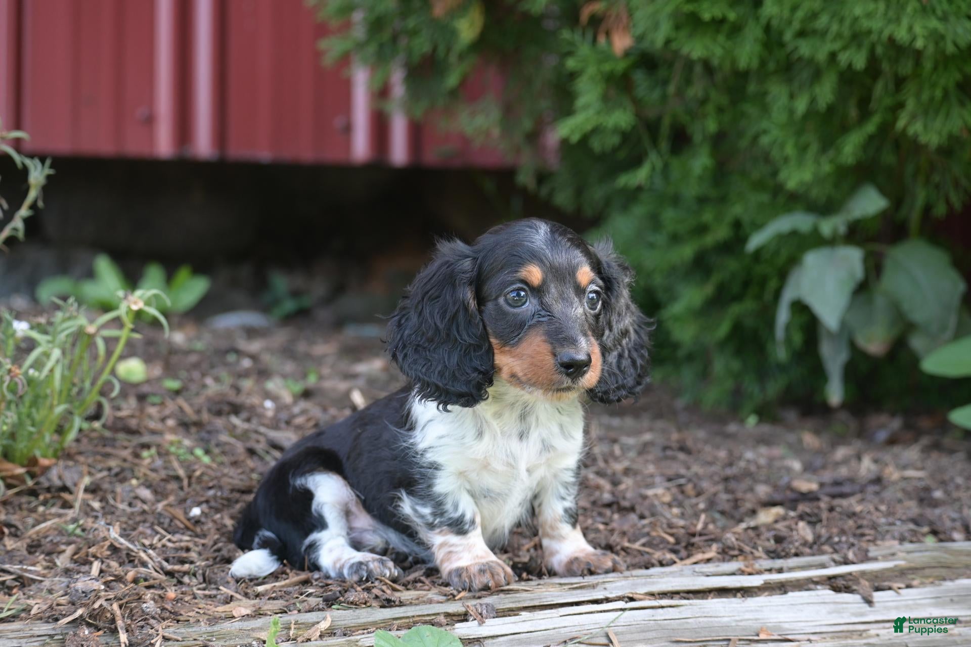 Miniature Dachshund dogs Buster  - Ad 2