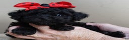 Toy Poodle dogs for sale: Kaida solid black - Ad 9