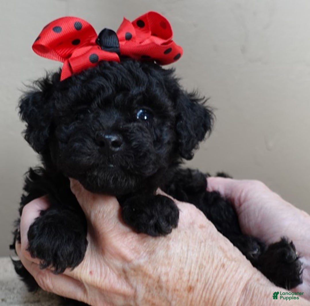 Toy Poodle dogs for sale: Kaida solid black - Ad 9