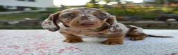 Miniature Dachshund dogs for sale: Noah - Ad 6