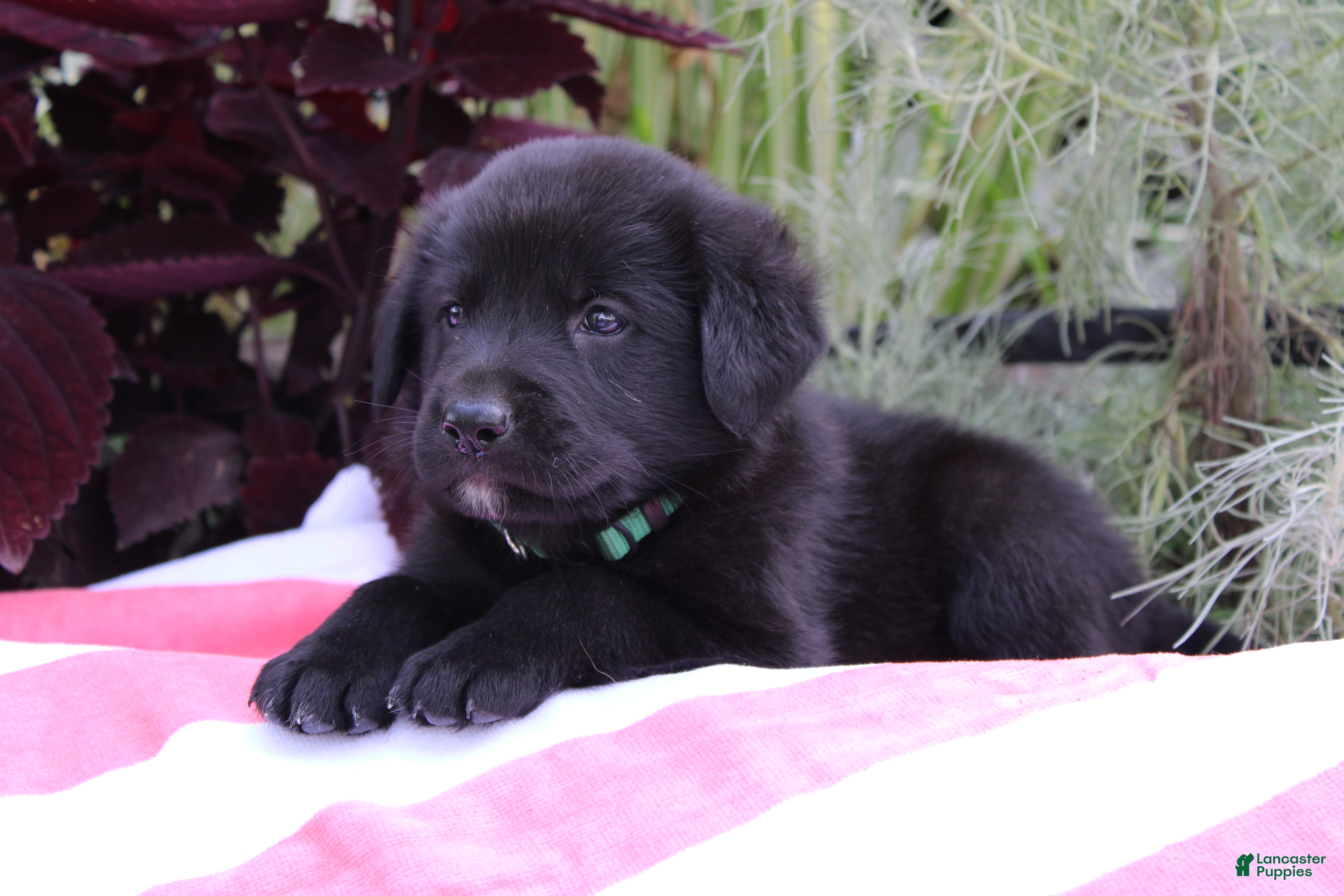 Labrador Retriever dogs Jake - Ad 2