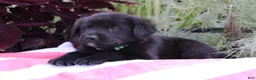Labrador Retriever dogs for sale: Jake - Ad 2