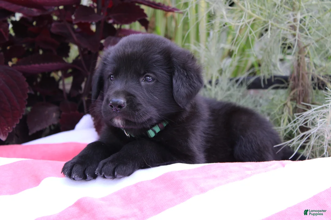 Labrador Retriever dogs for sale: Jake - Ad 2