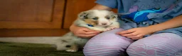 Mixed Breed dogs for sale: Blue - Ad 5