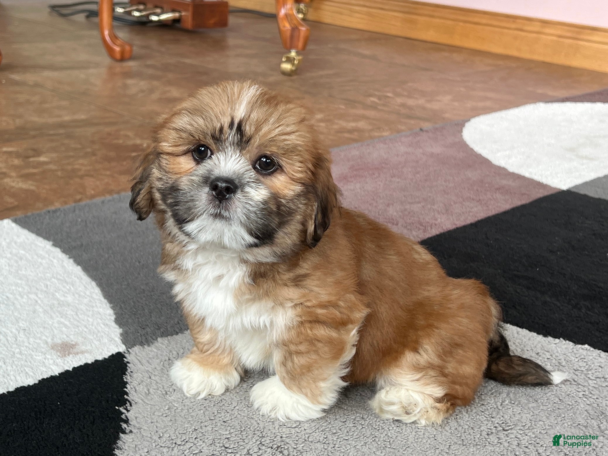 Lhasa Apso dogs Lacie - Ad 1