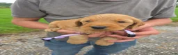 Mixed Breed dogs for sale: Violet - Ad 1