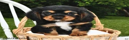 Beaglier dogs for sale: Cory - Ad 1
