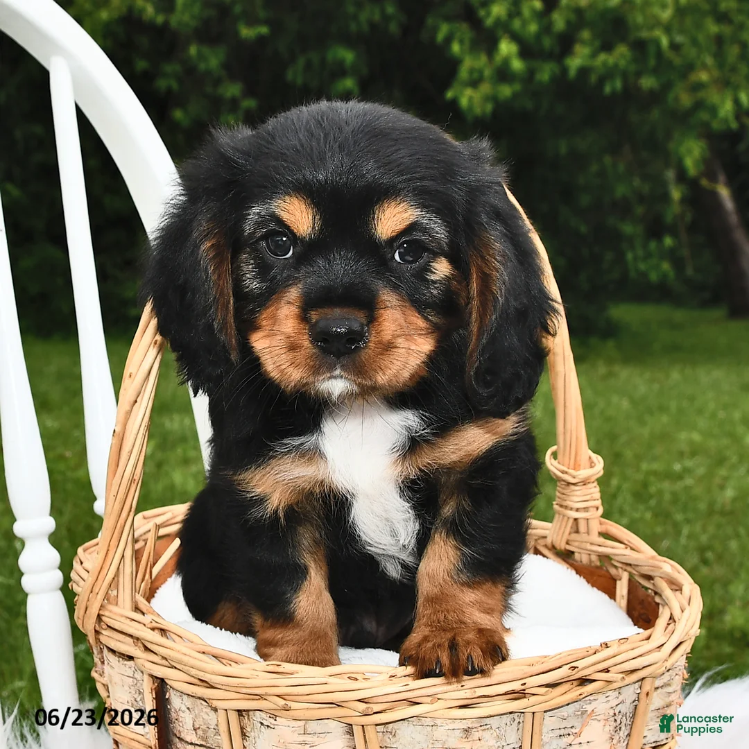Beaglier dogs for sale: Cory - Ad 1