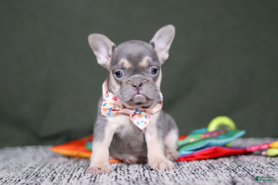 French Bulldog dogs for sale: Cora - Ad 8