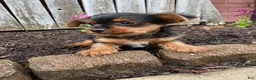 Yorkshire Terrier dogs for sale: Tommy - Ad 13