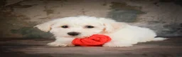 Bichon Frise dogs for sale: Bobby - Ad 4