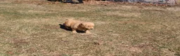 Golden Retriever dogs for sale: Gallon - Ad 6