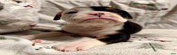 Olde English Bulldogge dogs for sale: Teeter - Ad 4