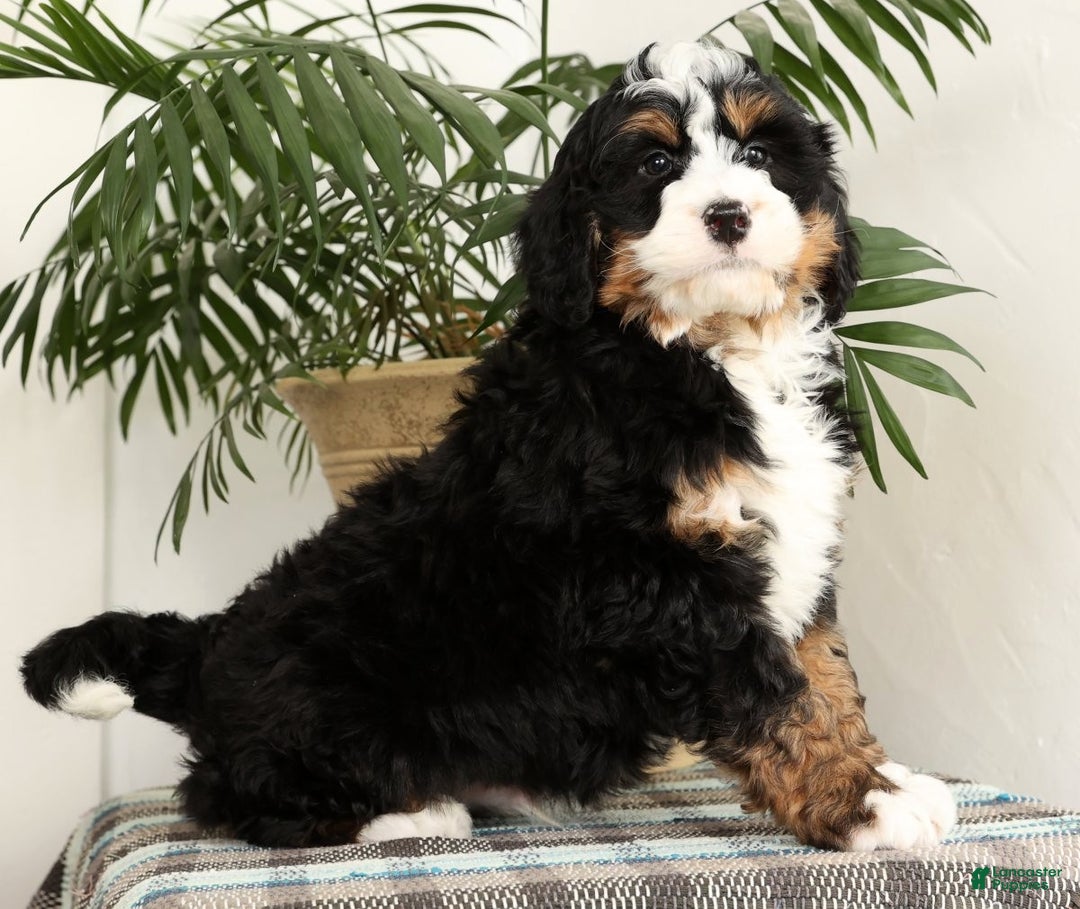 Mini Bernedoodle dogs for sale: Bingo - Ad 3