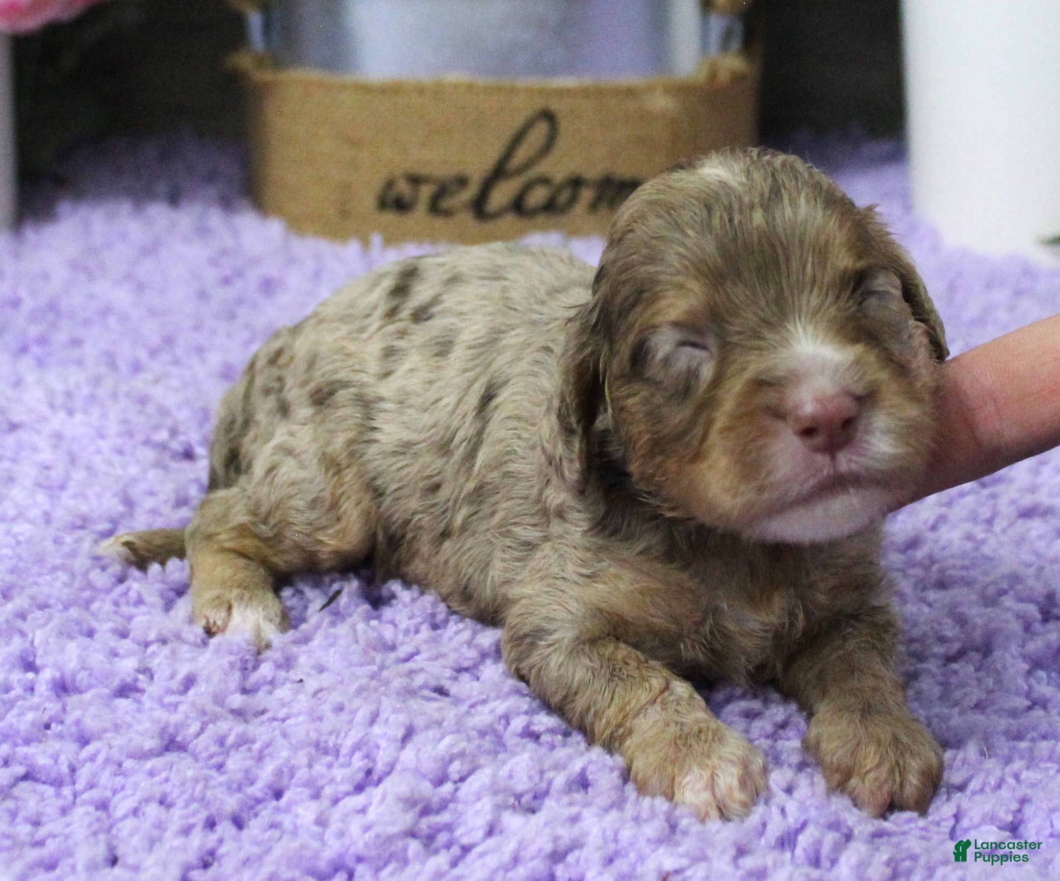 Cavapoo dogs #1 Female (Dawn's) - Ad 29