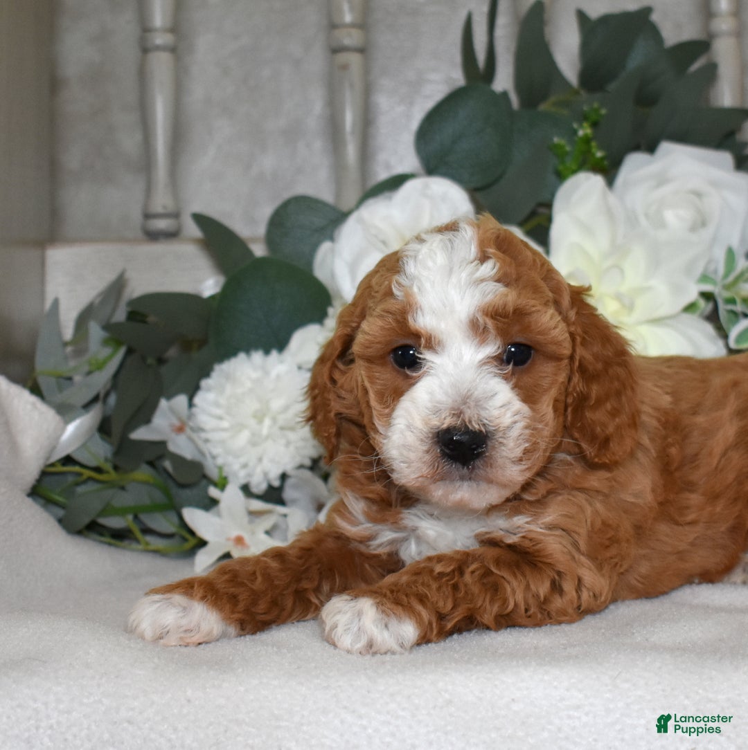 Miniature Poodle dogs for sale: Jewel - Ad 6