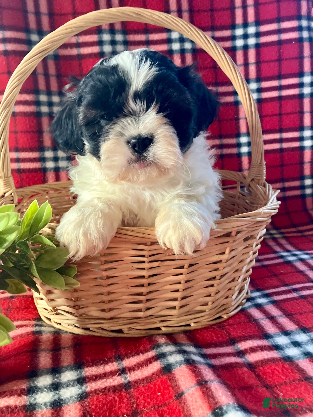 Shih Tzu dogs for sale: Liam - Ad 5