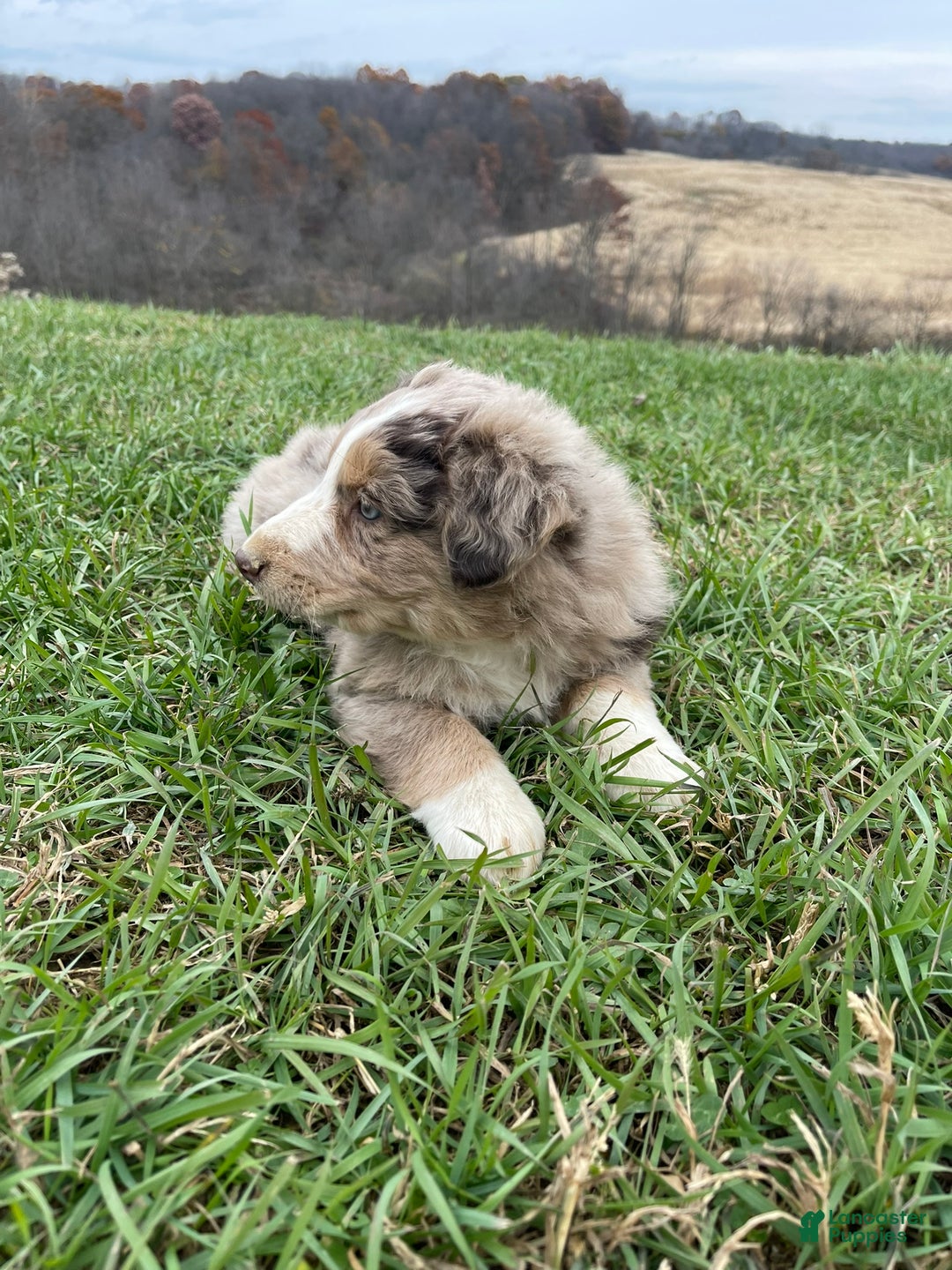 Australian Shepherd dogs for sale: Percy - Ad 11