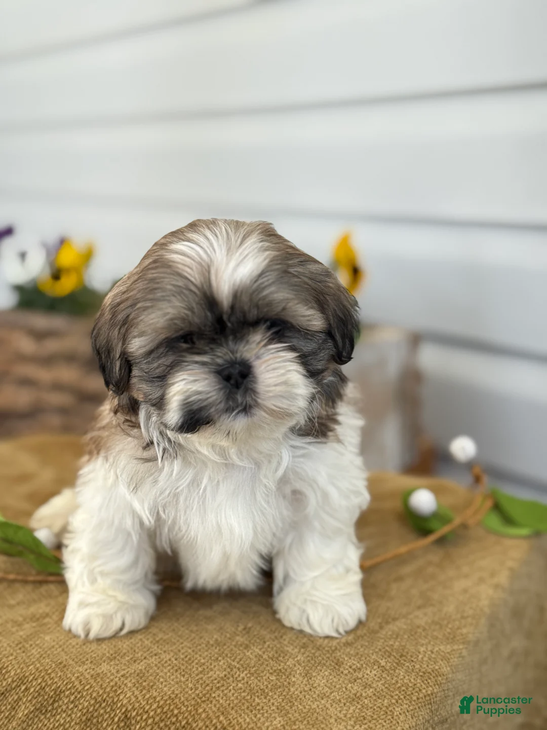 Shih Tzu dogs for sale: Cooper - Ad 1