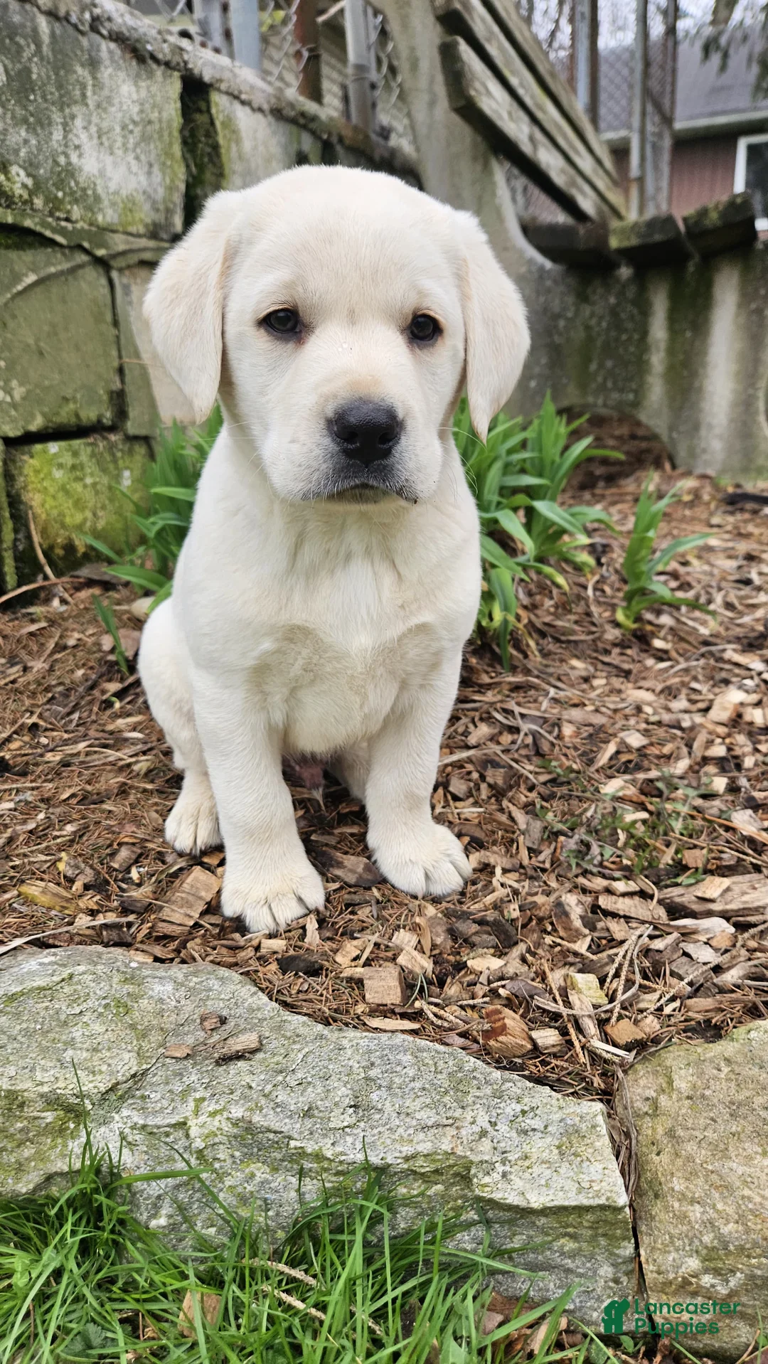 Labrador Retriever dogs for sale: Blake  - Ad 1