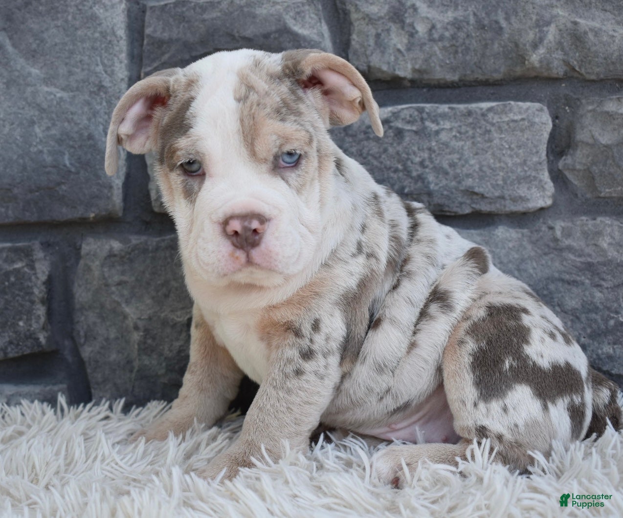 Beabull dogs Bailey  - Ad 2