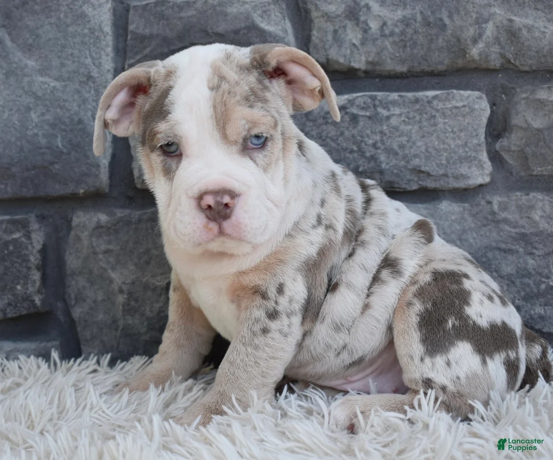 Beabull dogs for sale: Bailey  - Ad 2