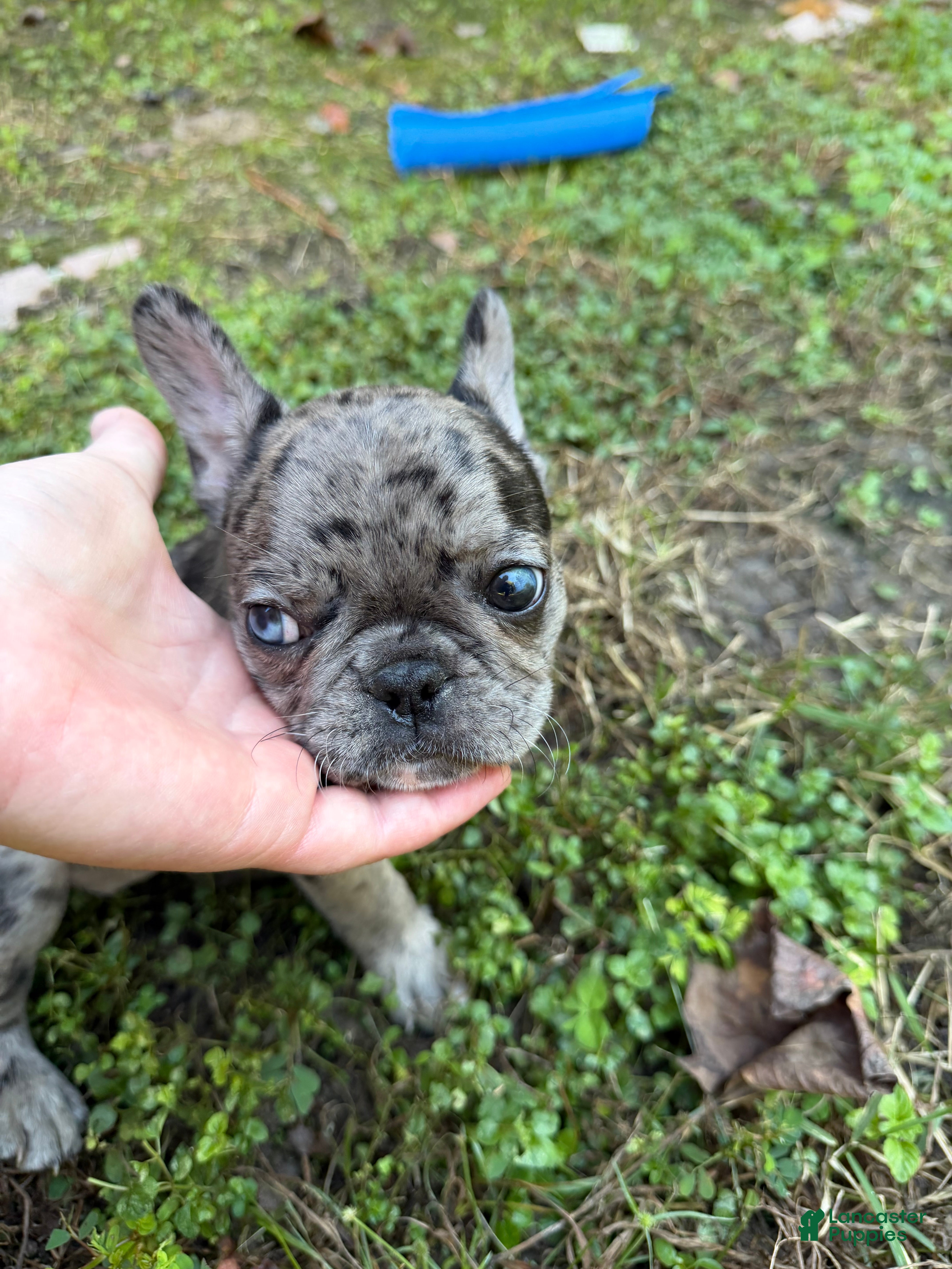 French Bulldog dogs Merle Female B - Ad 2