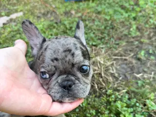 French Bulldog dogs Merle Female B - Ad 2