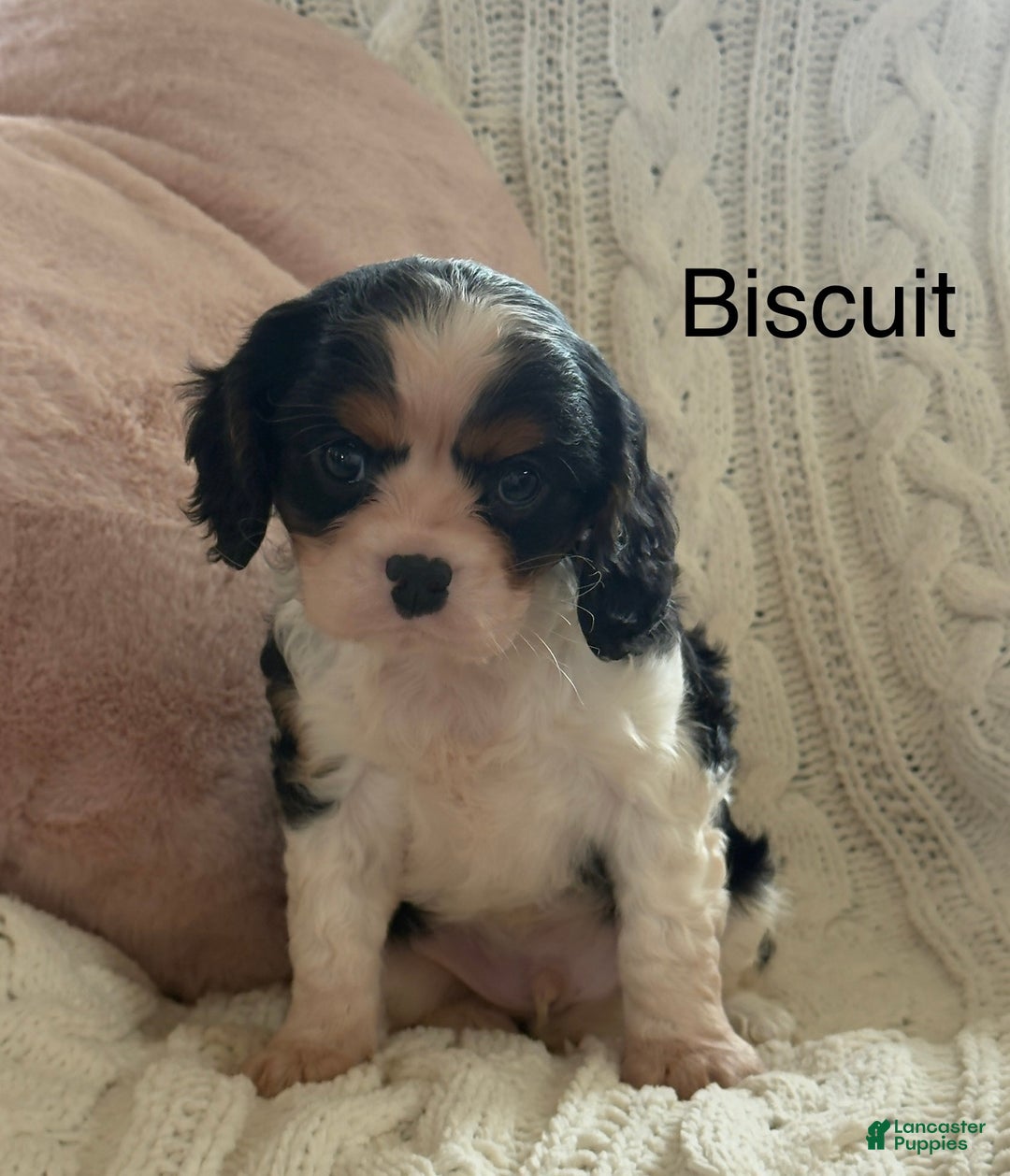 Cavalier King Charles Spaniel dogs for sale: Biscuit  - Ad 7