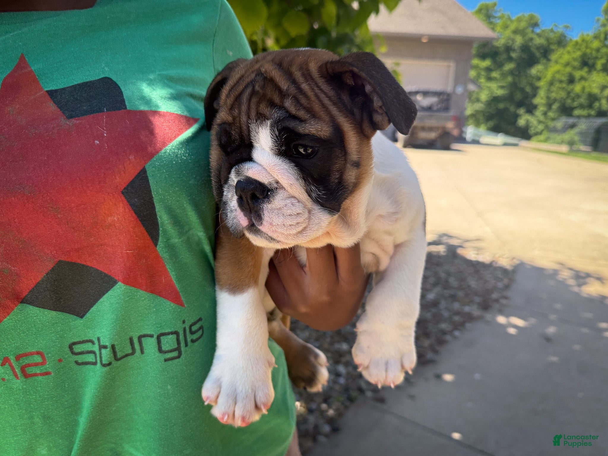 English Bulldog dogs Otis - Ad 2